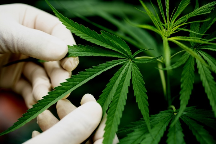 cbd stress sommeil douleurs